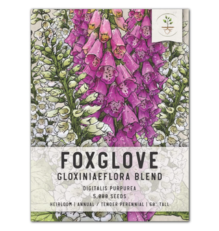 Foxglove seeds