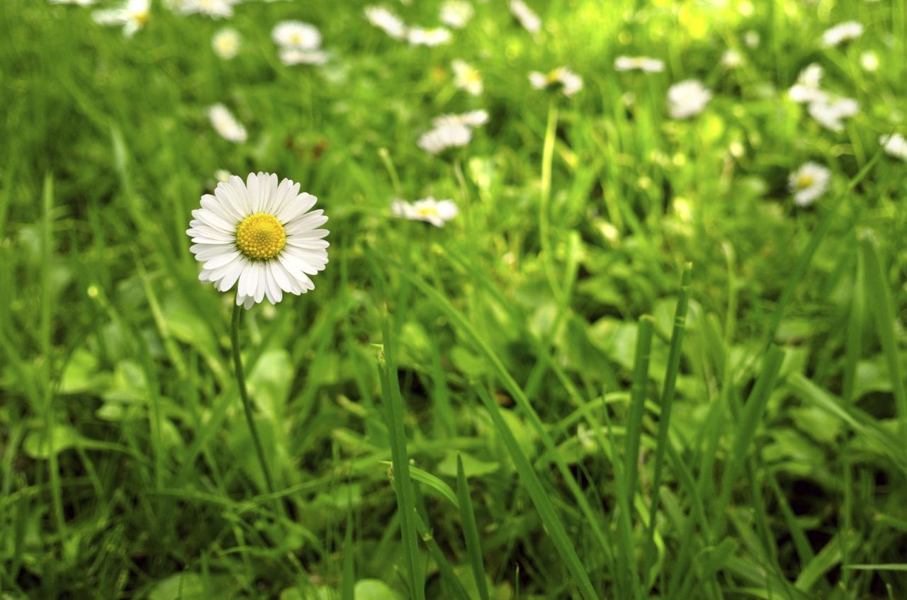 White Flowers In Green Grass