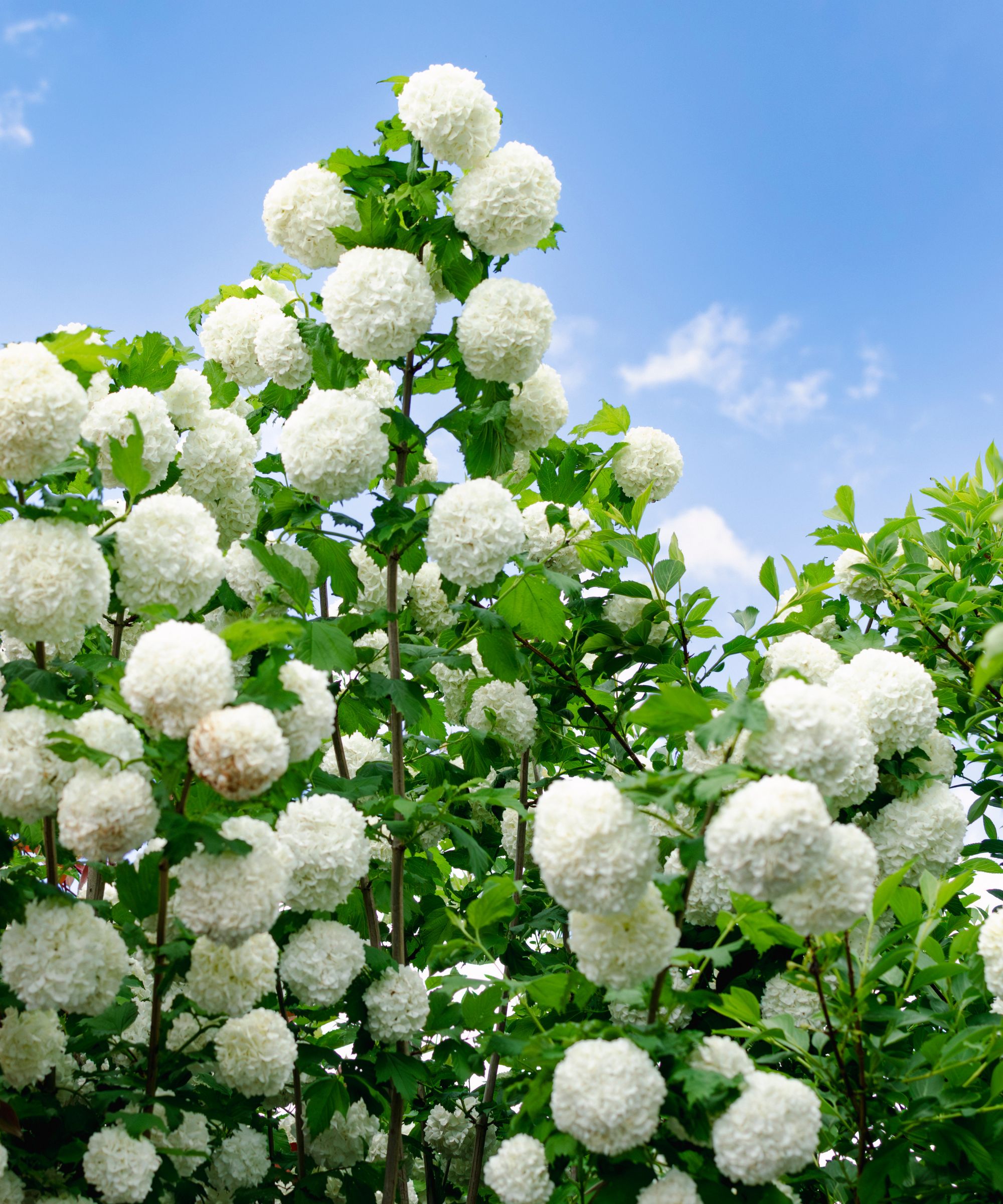Snowball viburnum bush with blue skies above
