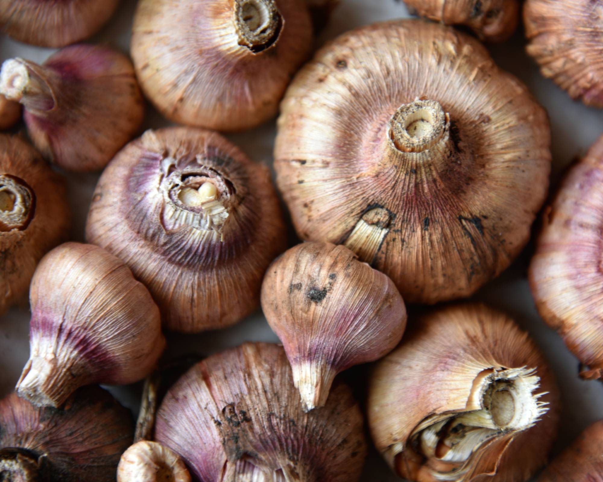 Dried and cured gladiolus bulbs