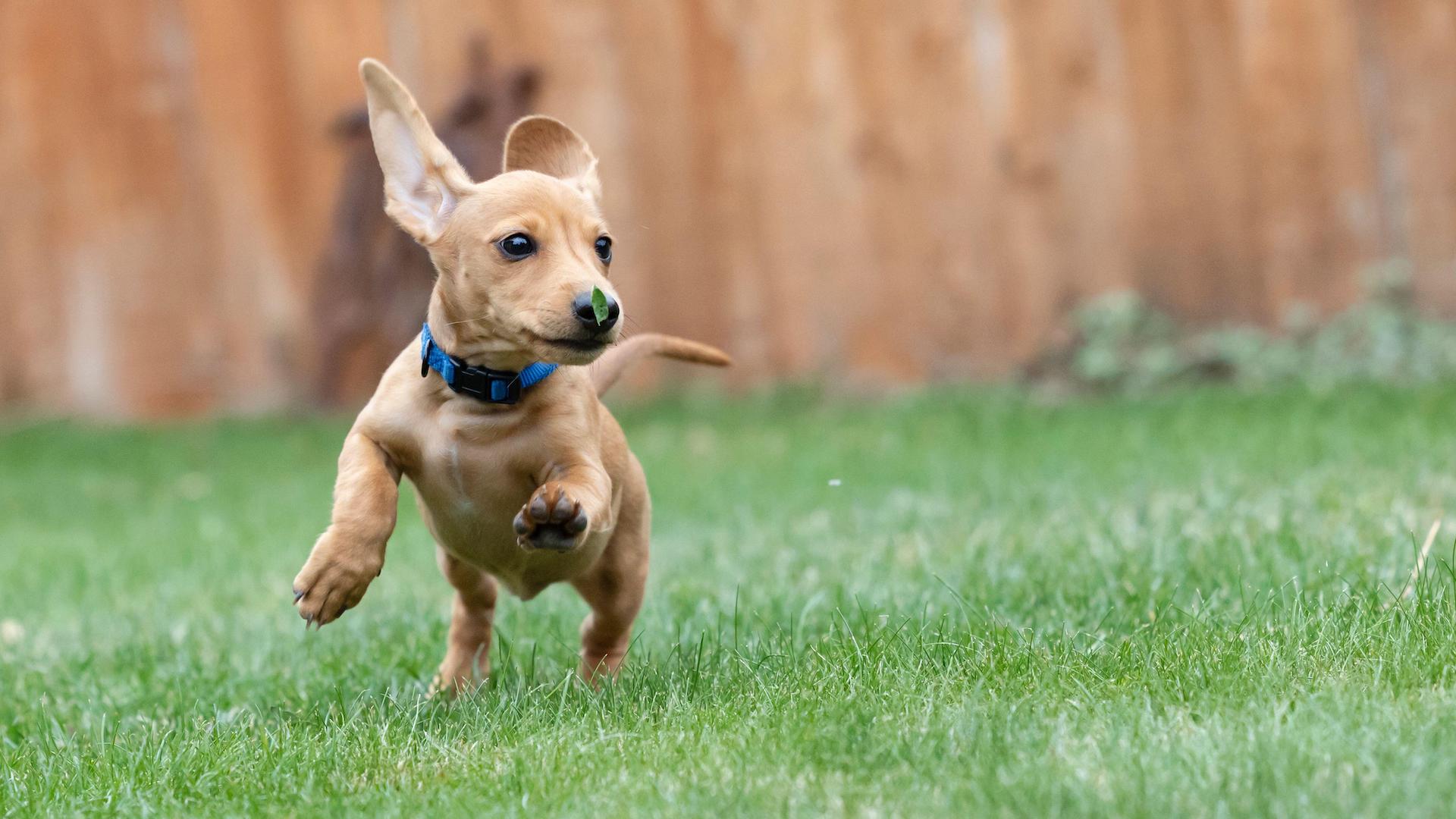 Excitable mini dachshund puppy