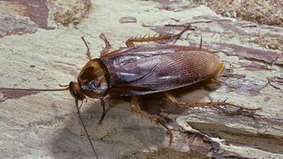 Most unusual pets - Cockroach
