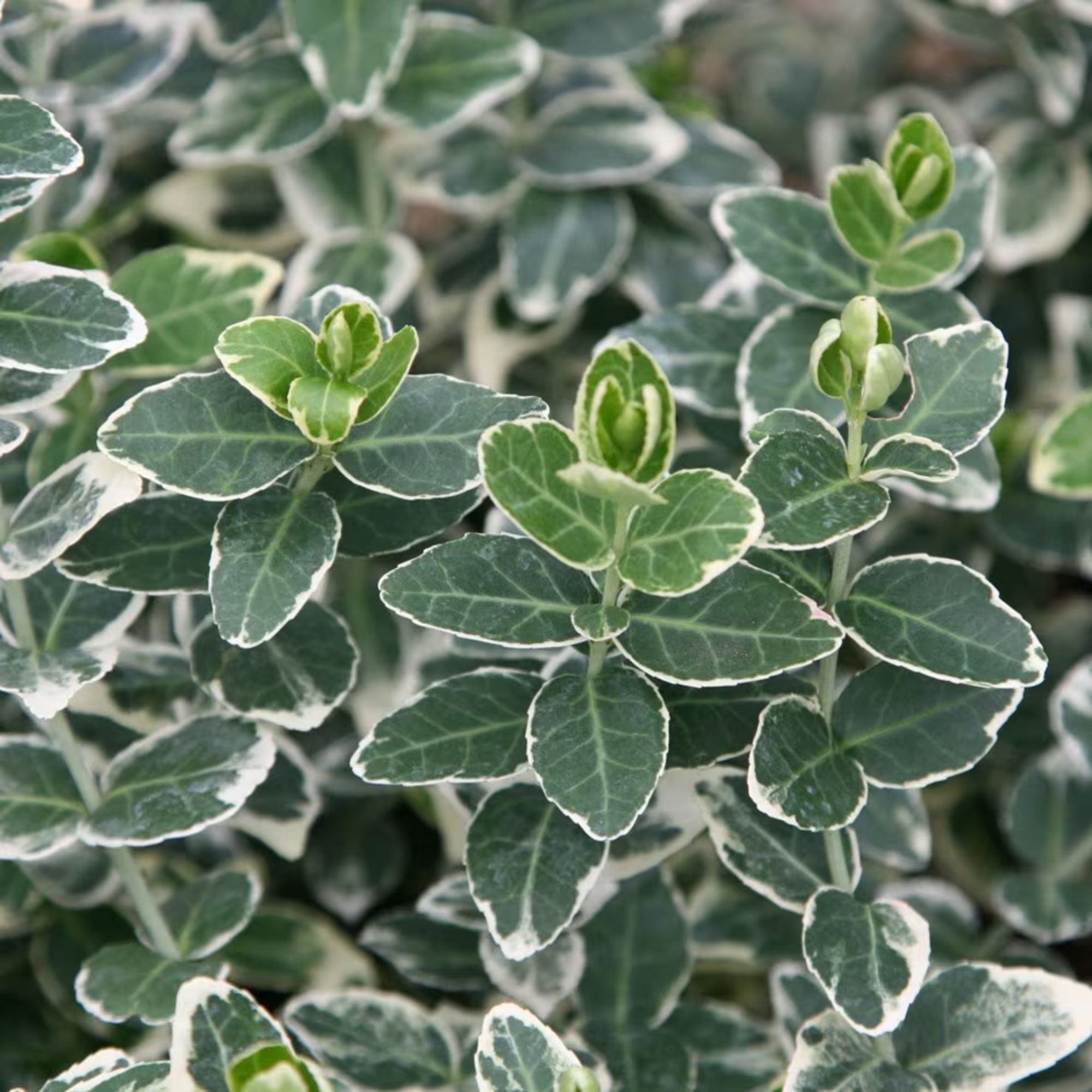 Euonymus fortunei 'Emerald Gaiety'