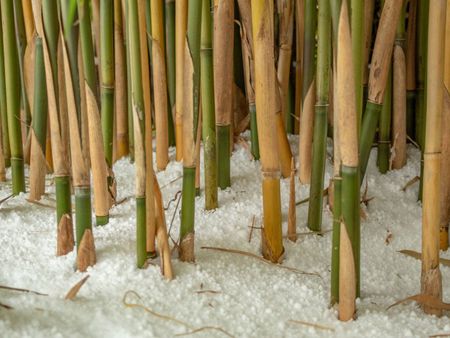 Snow Around Bamboo Plants