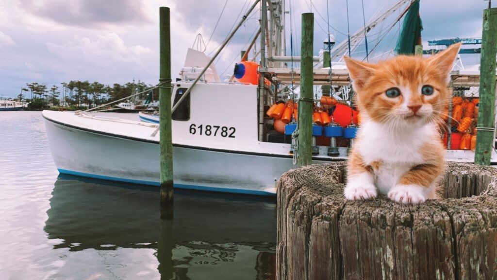 Marlin the swimming cat sitting on a wooden pillar on the dock with fishing trawler behind him