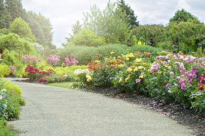 A long pathway with roses planted alongside