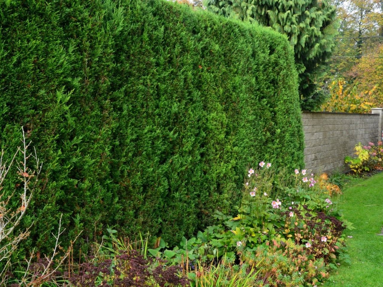 A thick hedge of cypress shrubs