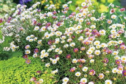 Erigeron Plant - Sea of Blossom from Suttons