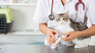 Tabby and white cat on table at vet getting nails trimmed