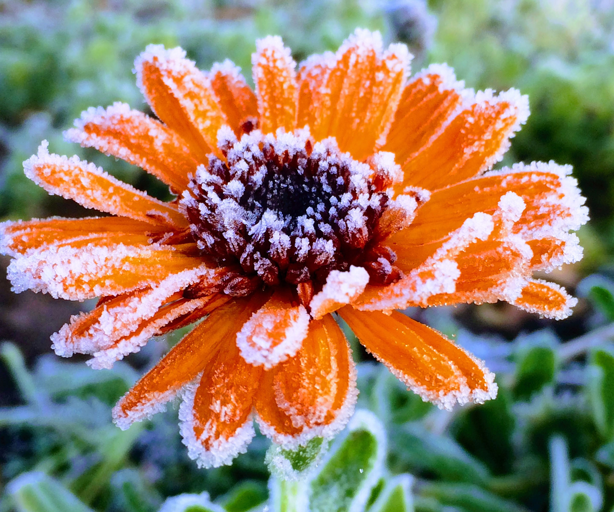 orange flower covered in frost