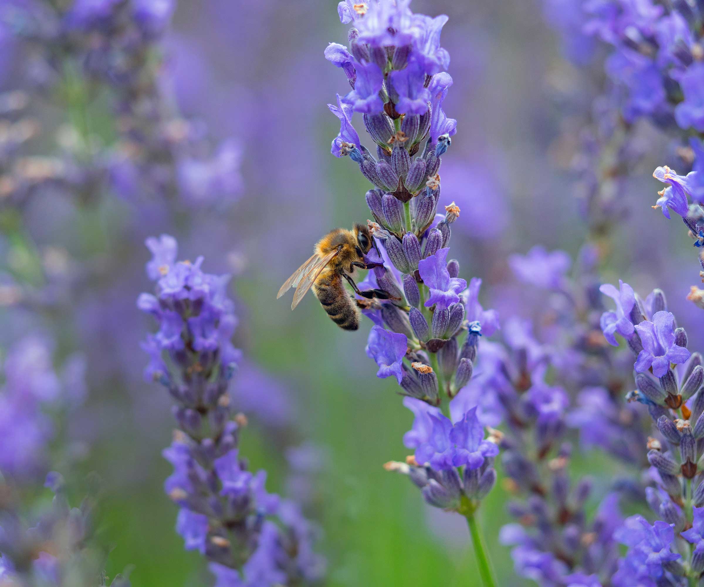 bee on lavender flower