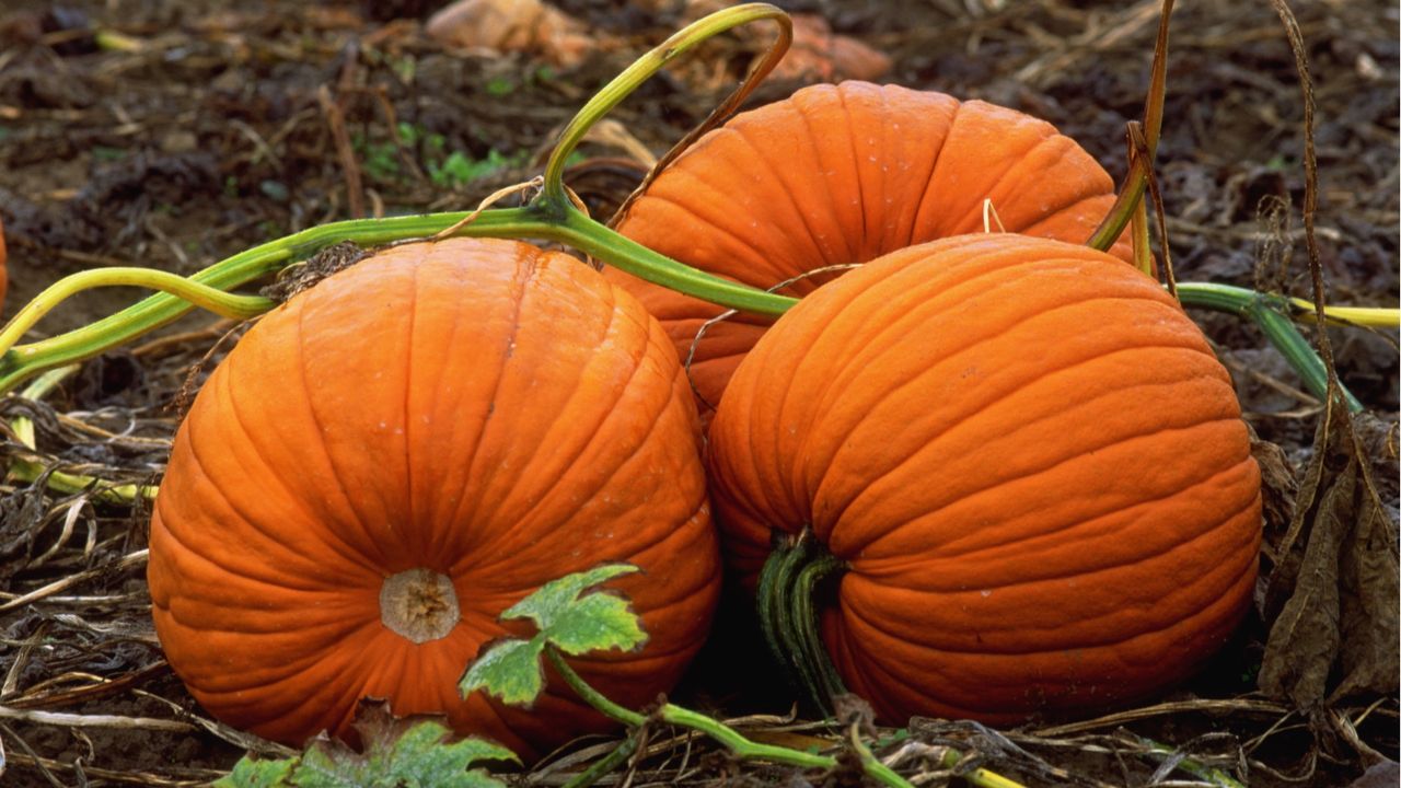 When to pick a pumpkin off the vine