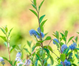 Blue flowers on a New Jersey tea plant