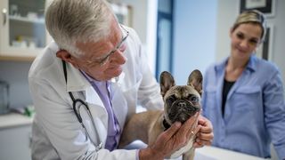 French bulldog health issues