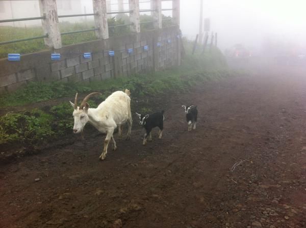 Racers must watch out for goats and dogs out on course.