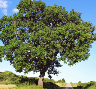 northern oak tree in a grassy area