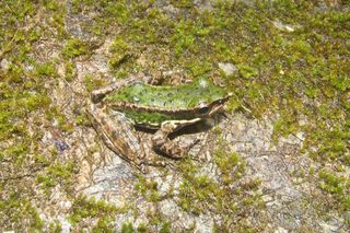 New frog species (Amolops akhaorum)
