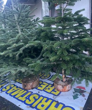 Two Christmas trees in wooden block stumps