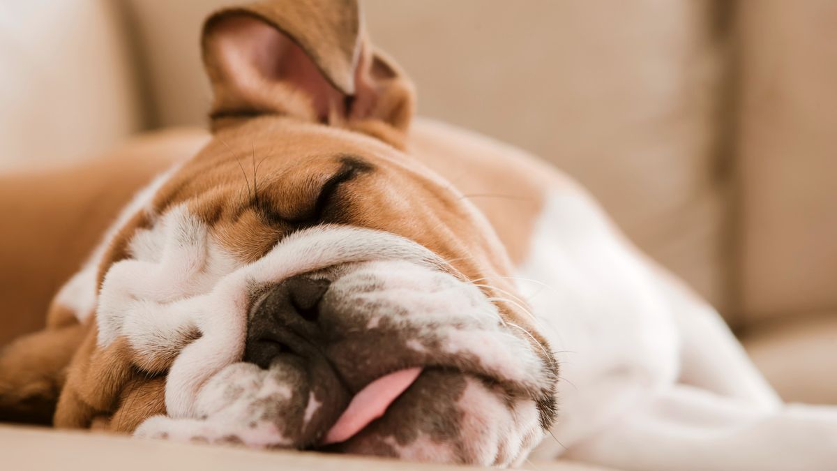 How to get your dog to sleep later in the morning | PetsRadar