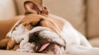 Bulldog sleeping