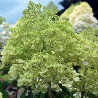 Limelight hydrangea shrub in full flower