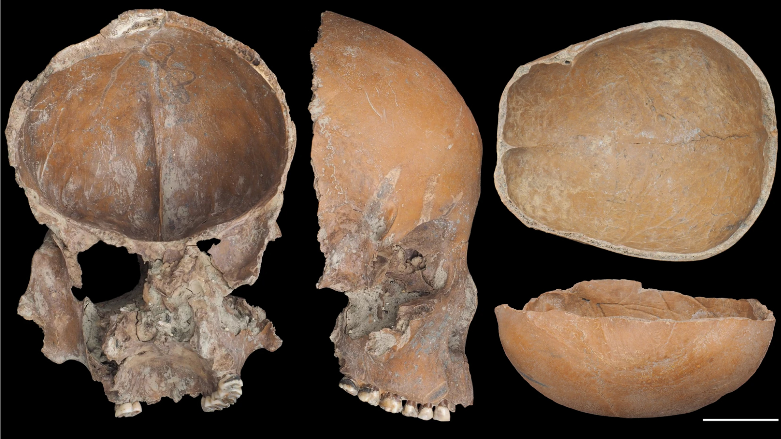 Skulls made into a mask (left), skull made into a cup (right).