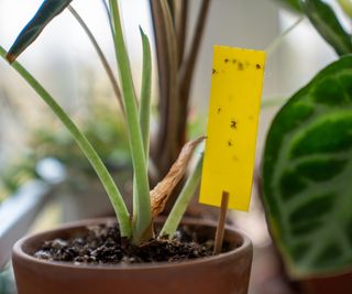 Yellow sticky pest trap in a houseplant pot