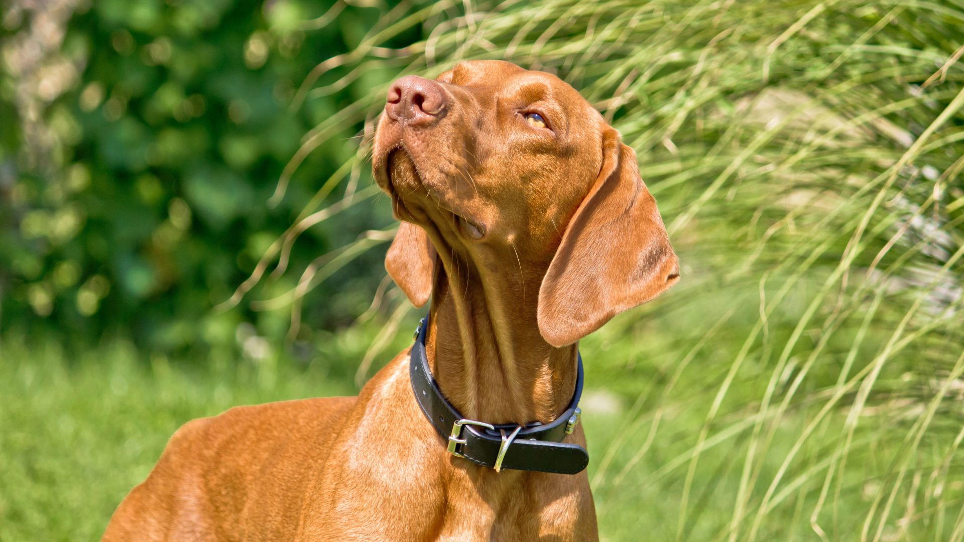 Vizsla dog sniffs the air