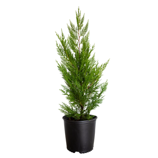 A live leyland cypress plant in a pot