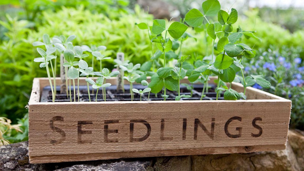 sweet pea seedlings in box