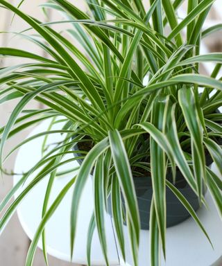 spider plant in a pot on a table