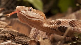 An adult copperhead snake, often found camouflaged among leaf litter.