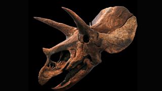 triceratops black background