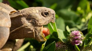 Tortoise eating clover plant