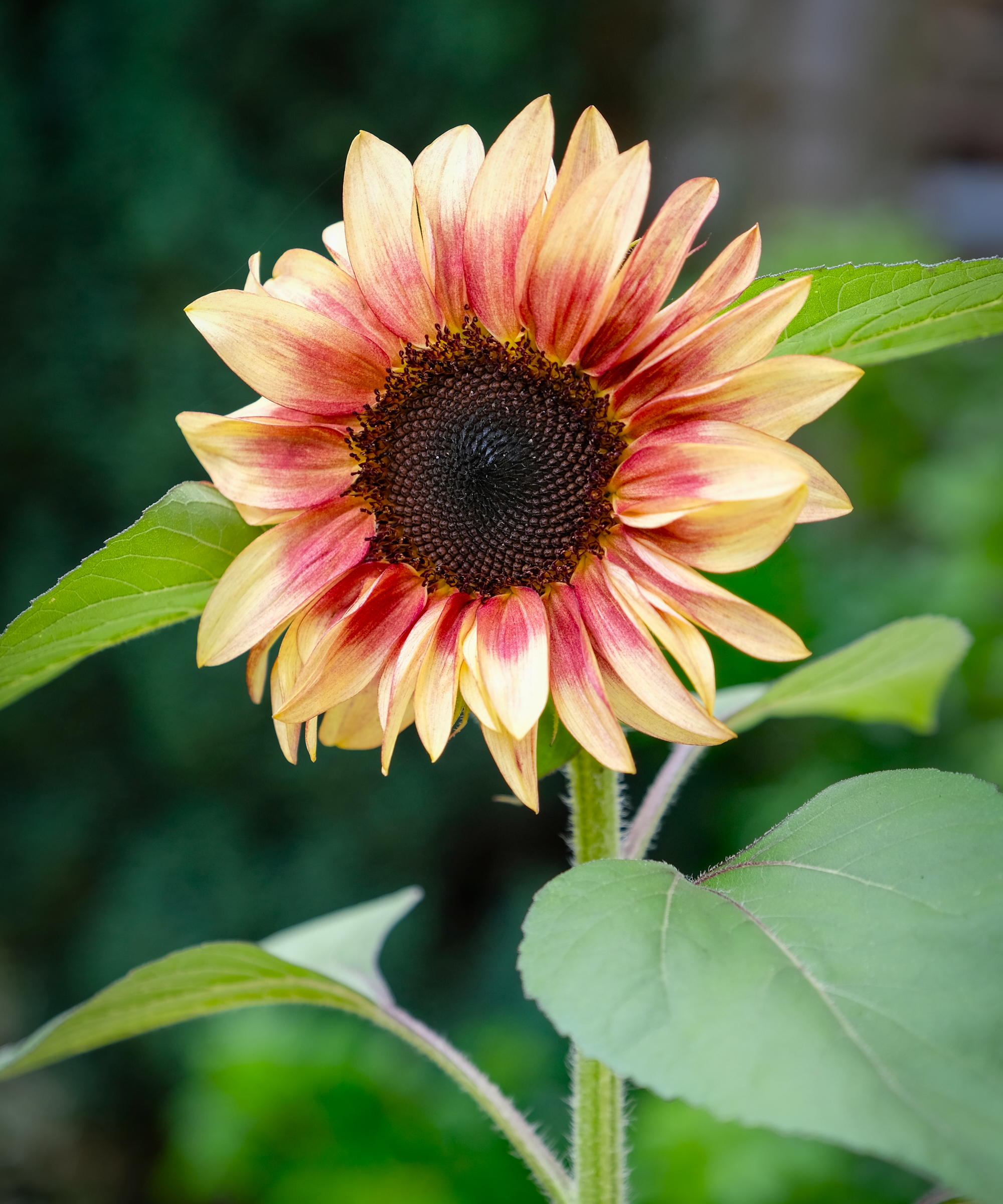procut plum sunflower bloom
