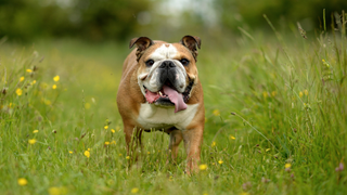 English bulldog breed standing in a meadow with grass and small yellow flowers