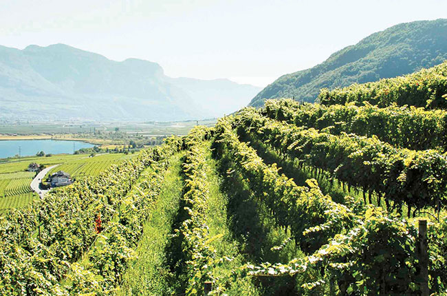 Alois Lageders vineyard