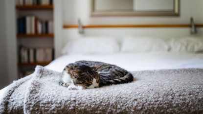 A grey cat laying on a grey blanket at the bottom of a bed