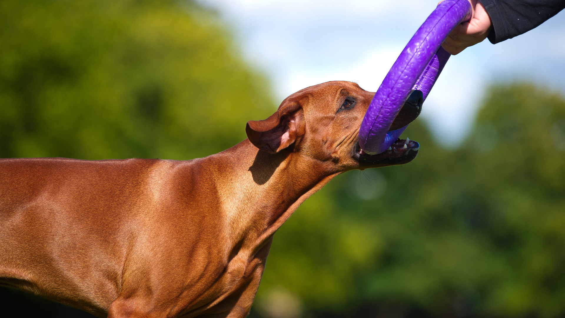 Rhodesian ridgeback taking chew toy