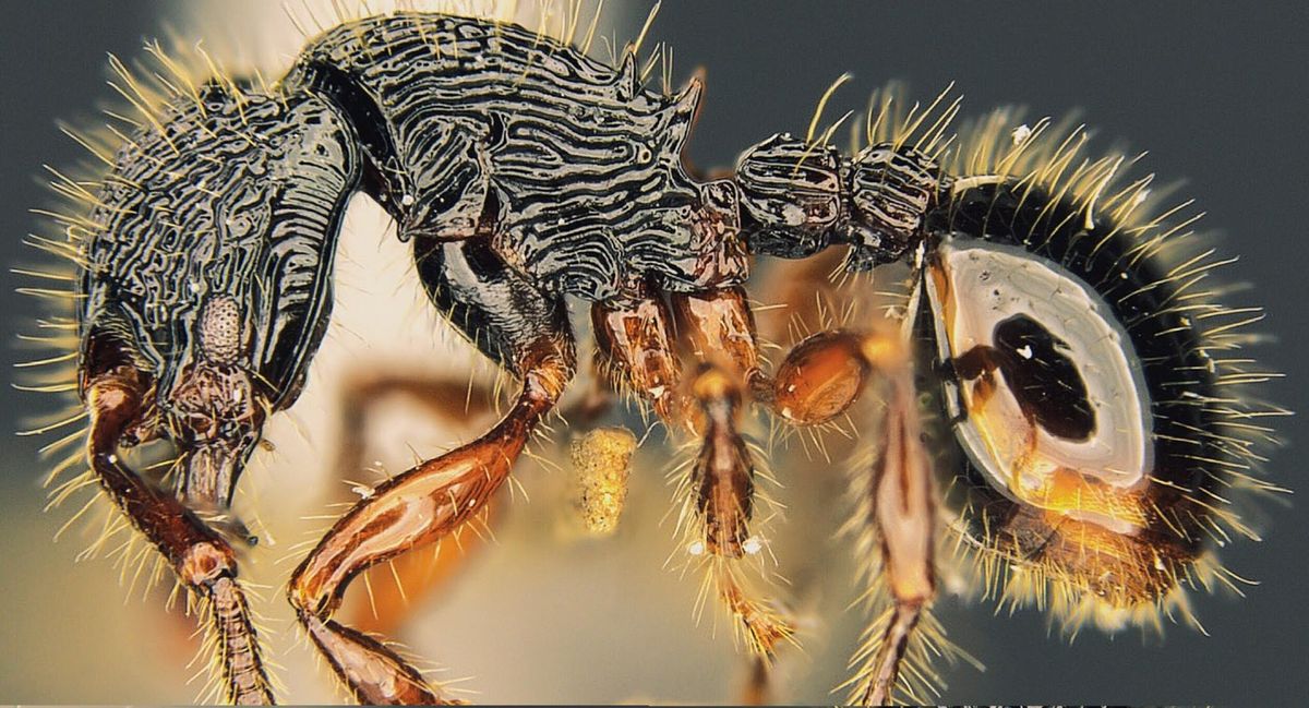 Myrmecina magnificens, named for its striking, or magnificent, appearance, is a newly discovered ant species from the rainforest in Singapore.