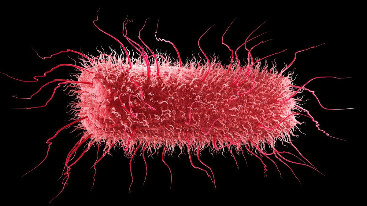 E. coli in the gut may fuel a ‘chain reaction’ leading to Parkinson’s, early study suggests