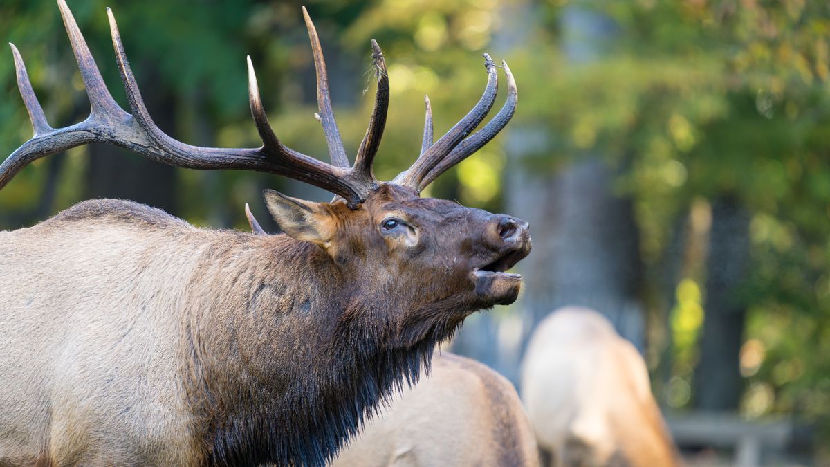 Bull elk bugling