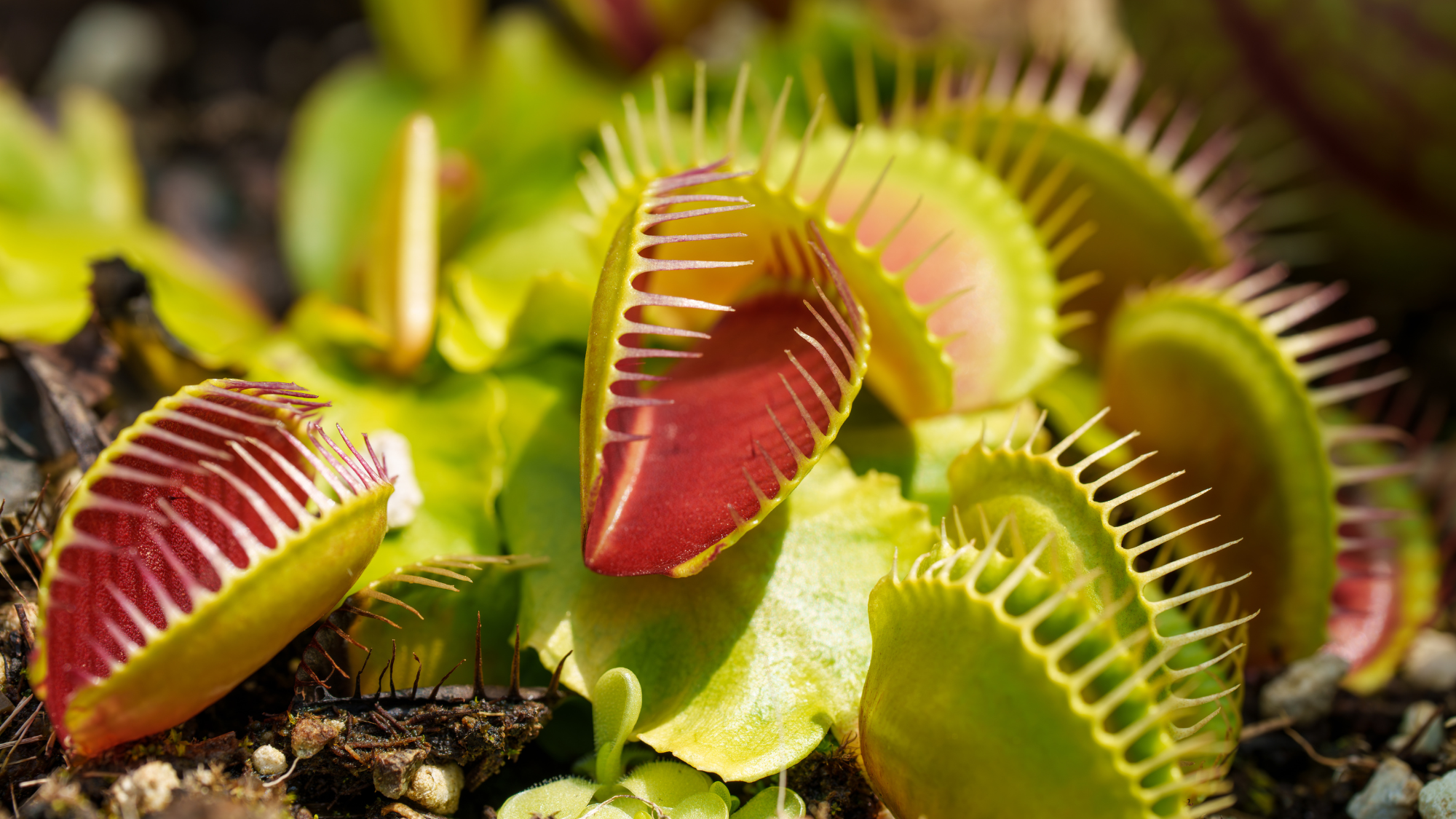 Close-up photo of the carnivorous plant 'Dionaea muscipula' spreading its leaves to catch insects
