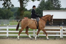 Cloneyhea Clancy is off to HOYS