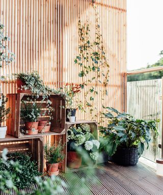 A light wooden panel with vines hanging from it, three wooden crates with plants inside it, a leafy plant next to these, and wooden decking on the floor