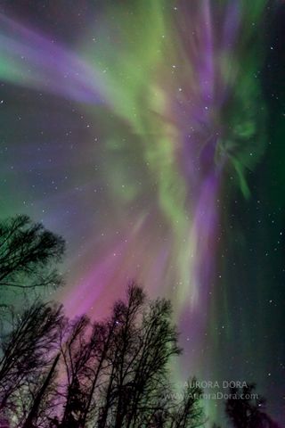Auroral Coronas Over Alaska