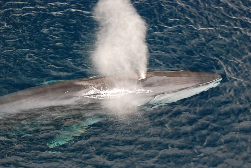 fin whale swimming