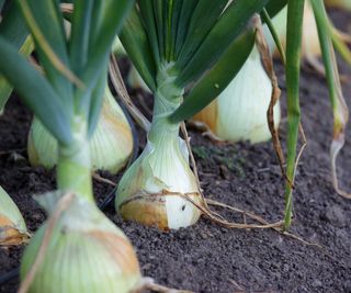 row of onions growing in garden