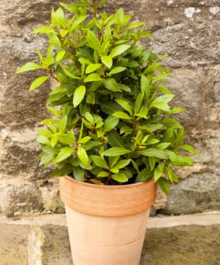 Young bay tree in pot on patio