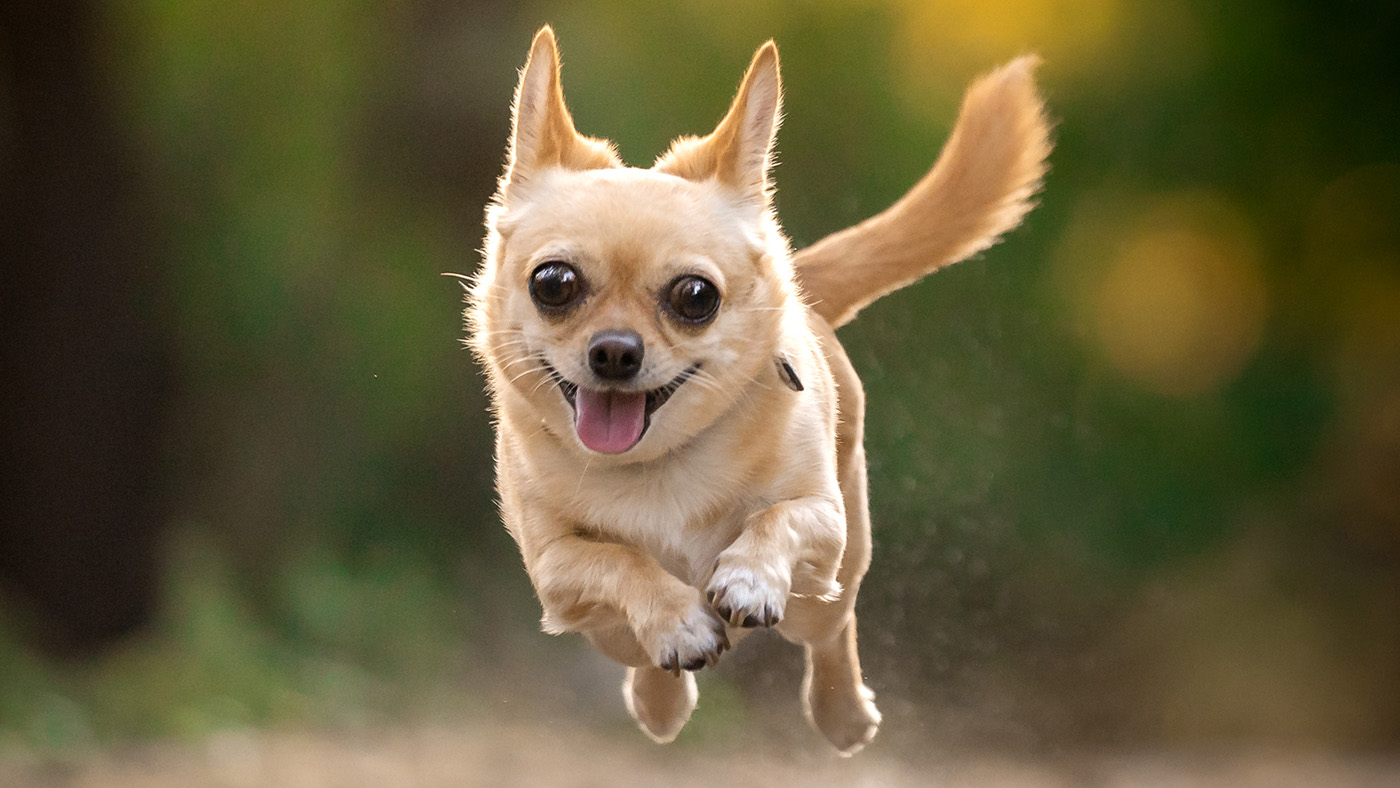 Small Chihuahua jumping over out of sight log